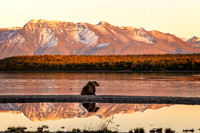 Alpenglow and Bear Reflections at Naknek Lake