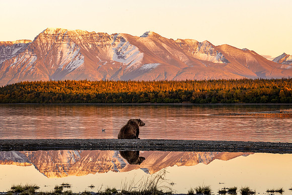 Alpenglow and Bear Reflections at Naknek Lake