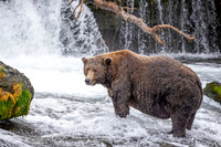 Fat Bear  Walker at the Falls