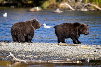 Cubs Crossing  Brooks River
