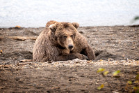 Resting Bear