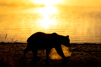 Sunrise Bear Silhouette
