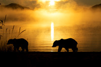 Two Bears in Sunrise Light