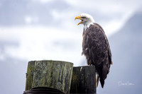 Eagle at Miller's Landing