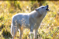 Howling White Wolf (captive)