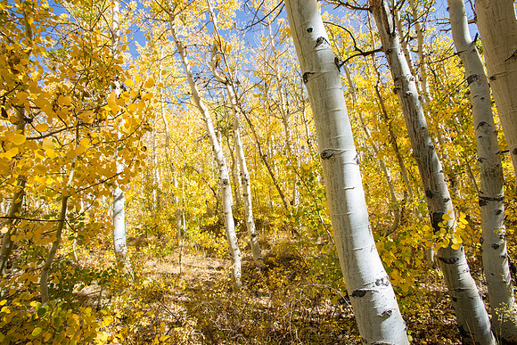 Aspens of Bishop Creek