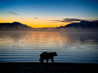 Bear at First Light