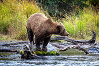Watcher on the River