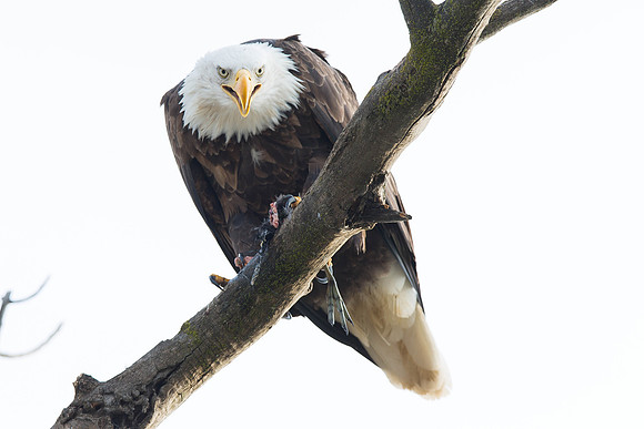 Mine!  I love getting stared down by an Eagle!!