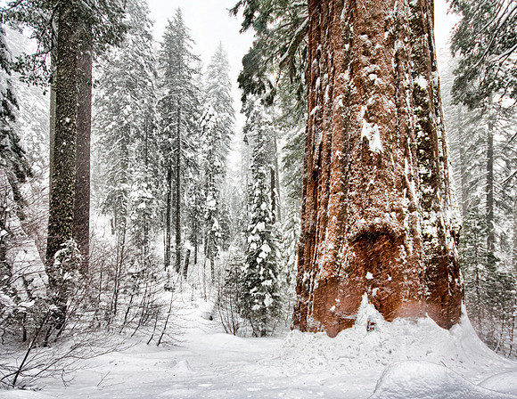 Tuolumne Grove
