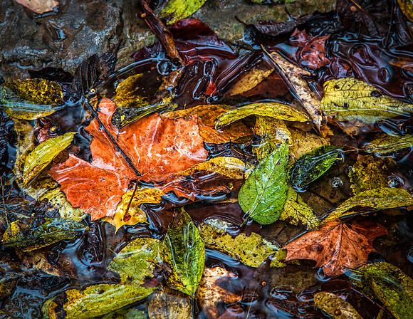Fallen Leaves.  These leaves were piled in the granite creek at Belle Meadow Plantation.