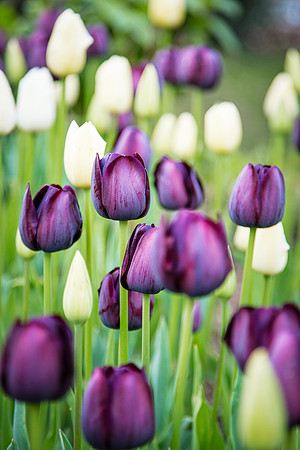 Tulips