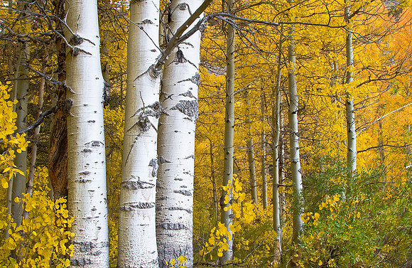 GoldenForest