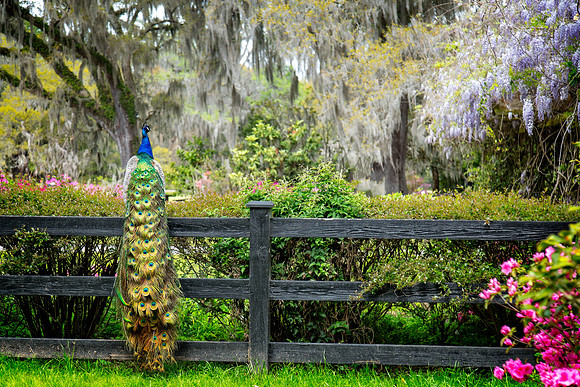 Magnolia Plantation Color
