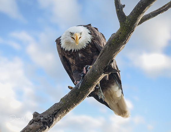 Mine!  I love getting stared down by an Eagle!!