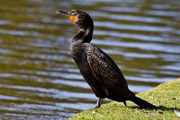 Double Crested Cormorant