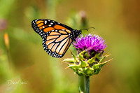 Pristine Monarch on Thistle