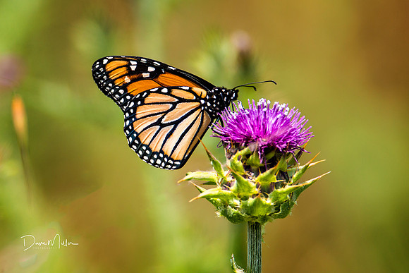 Pristine Monarch on Thistle
