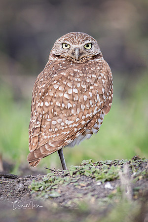 One leg up