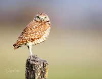 Burrowing Owl