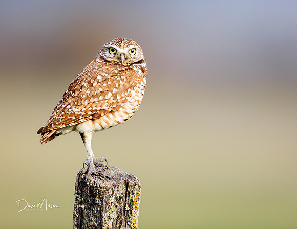 Burrowing Owl