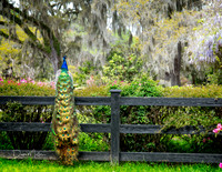 Sitting Pretty, Magnolia Plantation, Charleston, SC