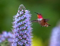 March - Rufous Hummingbird