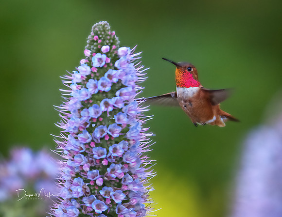 March - Rufous Hummingbird