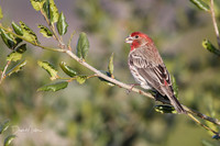 Purple Finch?