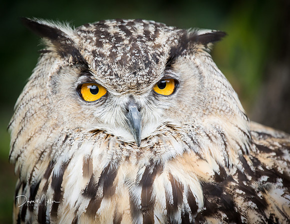 August - Eurasian Eagle Owl