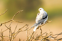 White-tailed Kite