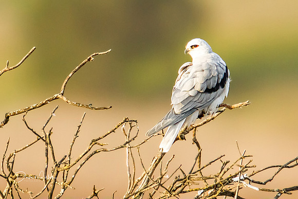 White-tailed Kite