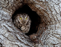 Western Screech Owl, Atherton