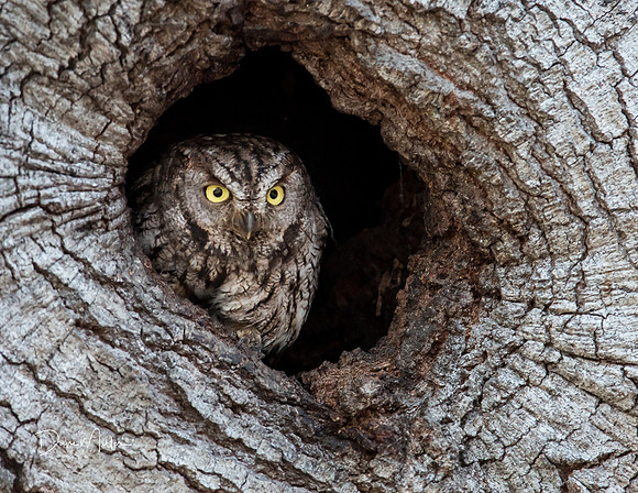 Western Screech Owl, Atherton