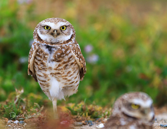 On one leg, Burrowing Owls