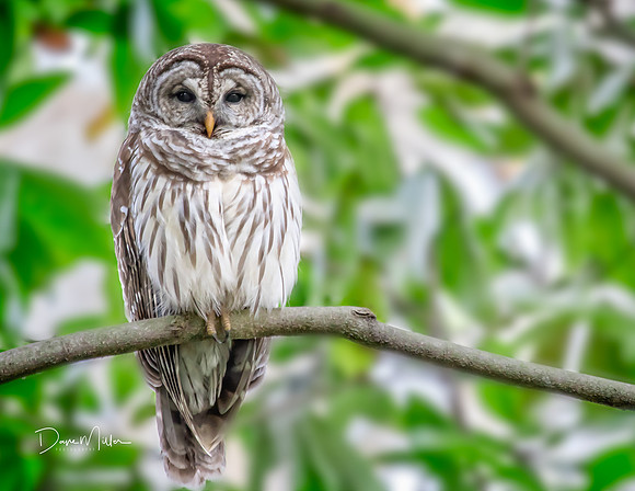 Barred Owl, Magnolia Plantation, Charleston, SC