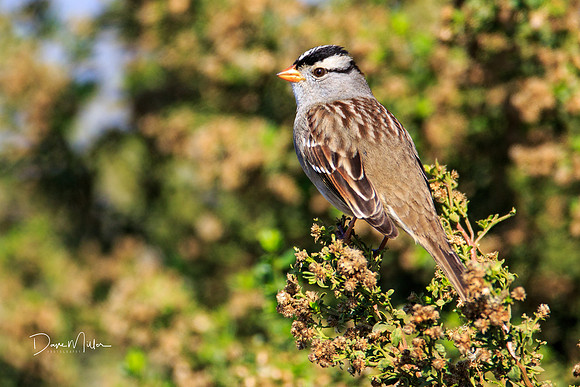 White-crown Sparrow