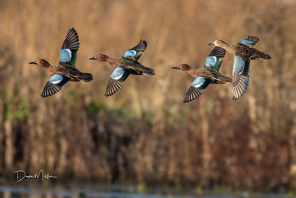 Cinnamon Teal Fly-by