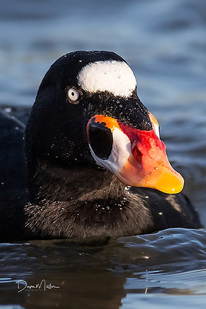 Surf Scoter Closeup - Shoreline Park