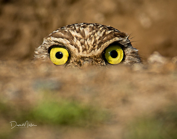 Peek a Boo!