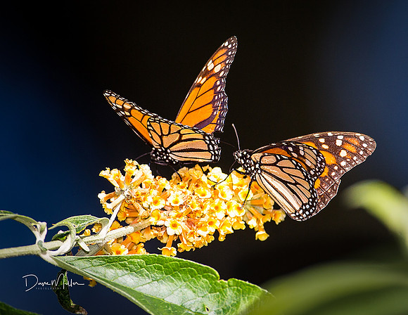 Monarchs sunning themselves
