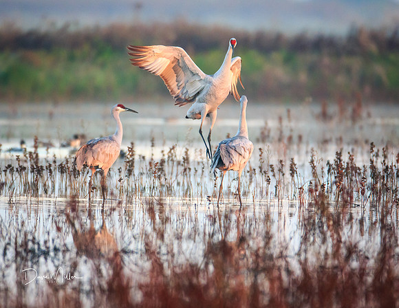 A touch of morning light.  Check out those legs!g