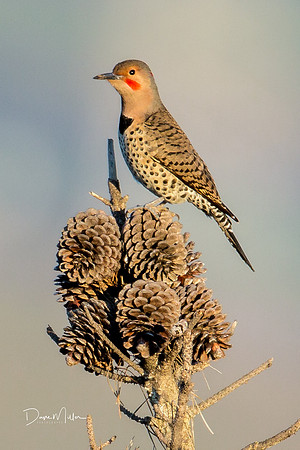 Northern Flicker