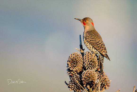 Northern Flicker
