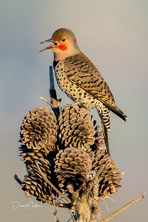 Northern Flicker (Yellow Shafted)