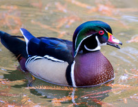 November - Wood Duck