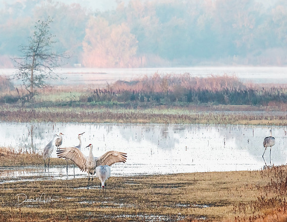 November - Pastel Morning at Cosumnes Preserve.