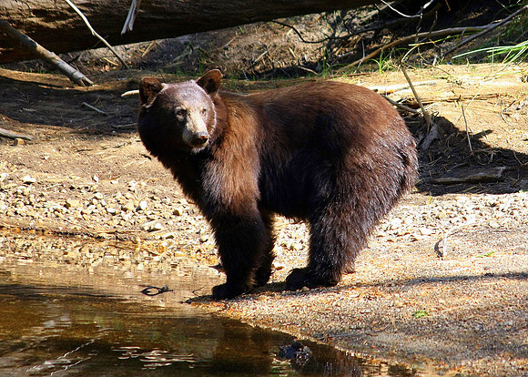 davemiller_yosemite_blackbear