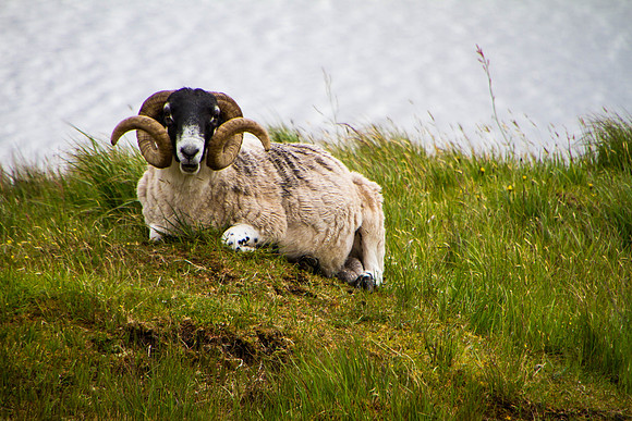 Dalgren's Sheep