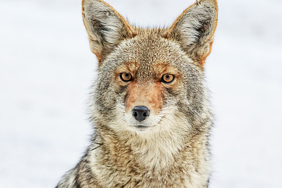 Coyote Close up